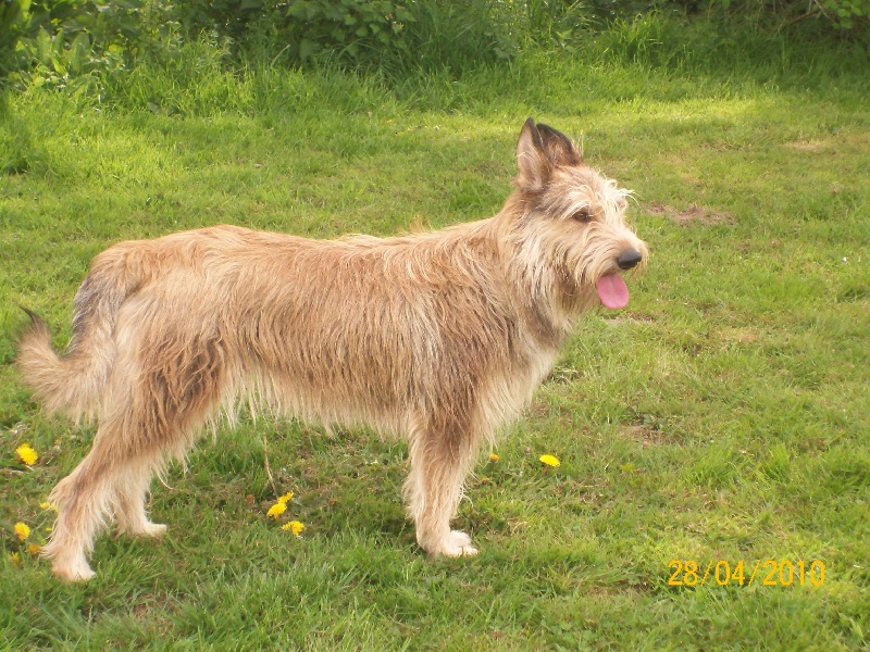 Dixie Du clos d'aria