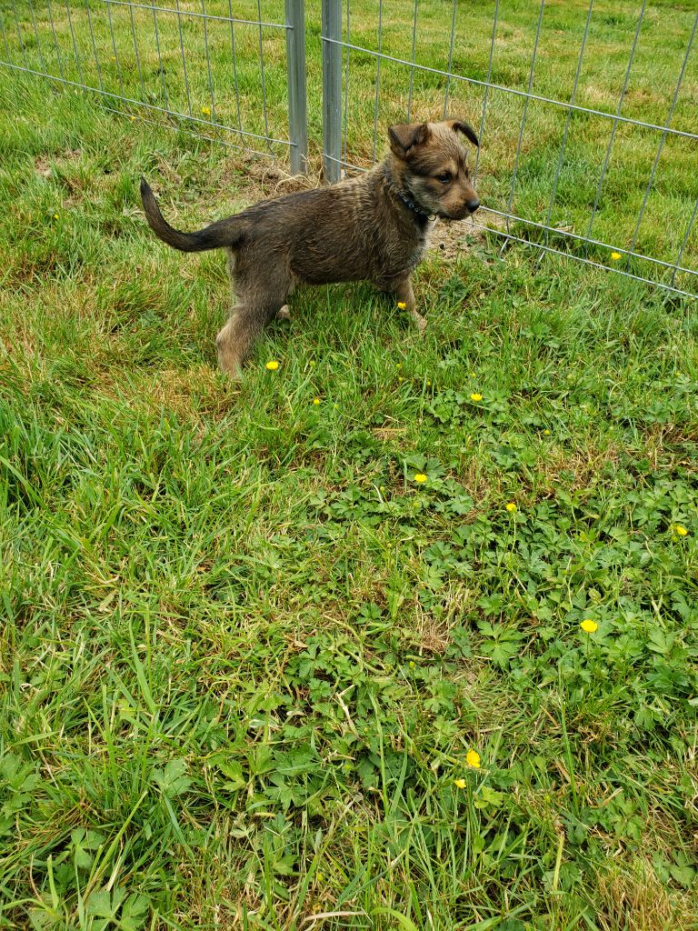 Du clos d'aria - Chiots disponibles - Berger de Picardie