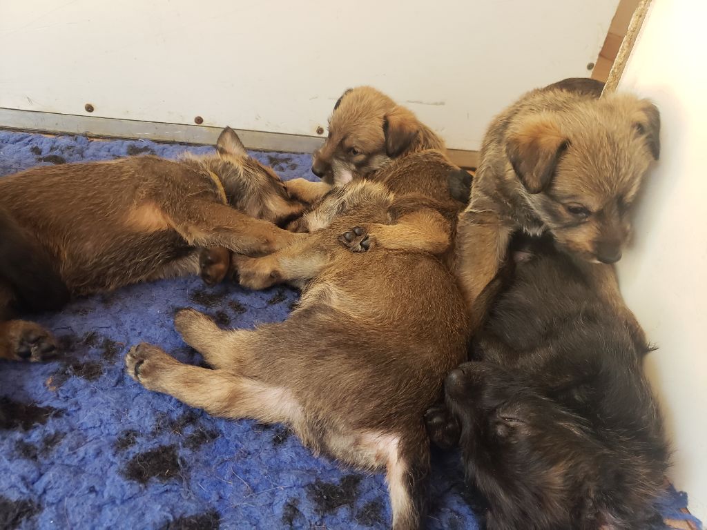 Du clos d'aria - Chiots disponibles - Berger de Picardie