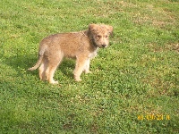 CHIOT
