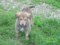 CHARLIE