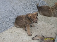 COYOTE