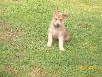 CHIOT