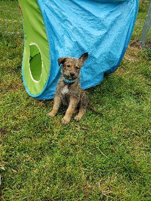 CHIOT