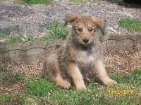 CHIOT